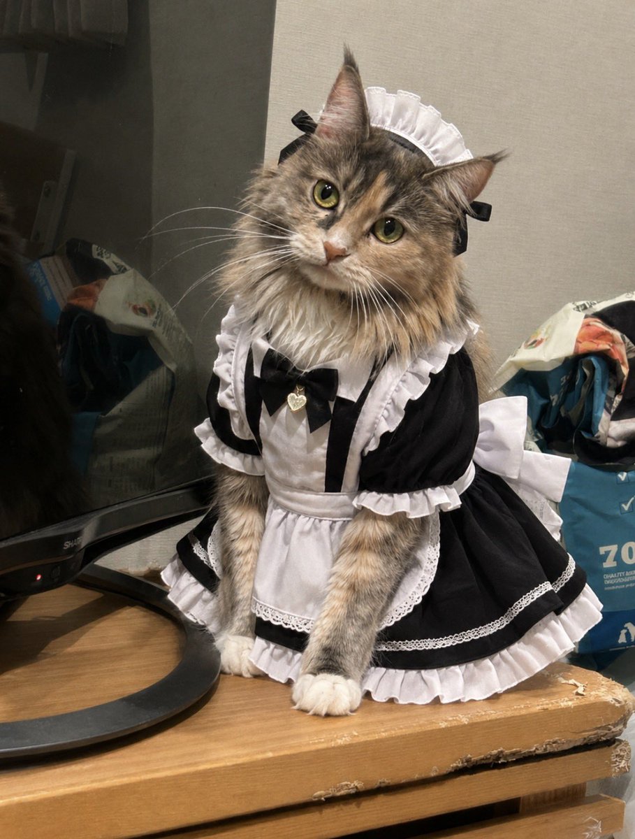 るんた|サモエドの日常 tweet media