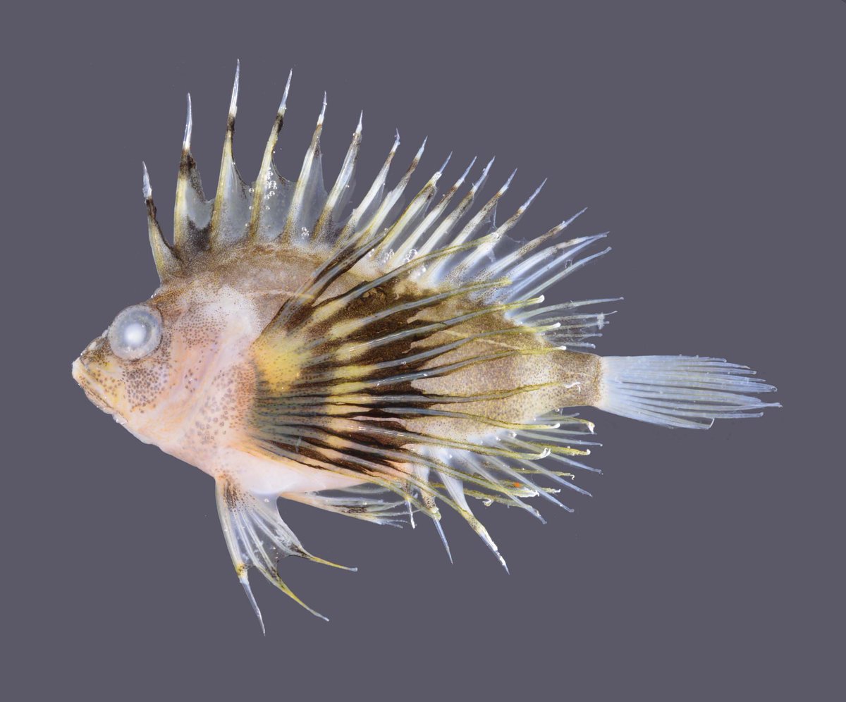 深海魚のたび tweet media