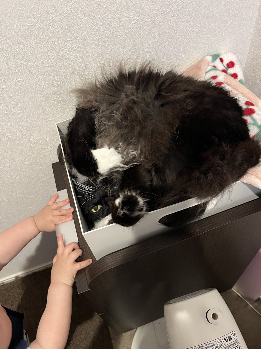 Post by ねろん on X: #猫