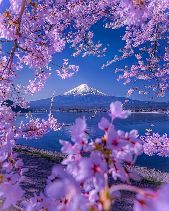 miriko0708's tweet photo. 桜越しに見る富士山と湖、春の景色が美しくて思わず見惚れちゃう✨ https://t.co/Po6I3HWB6K