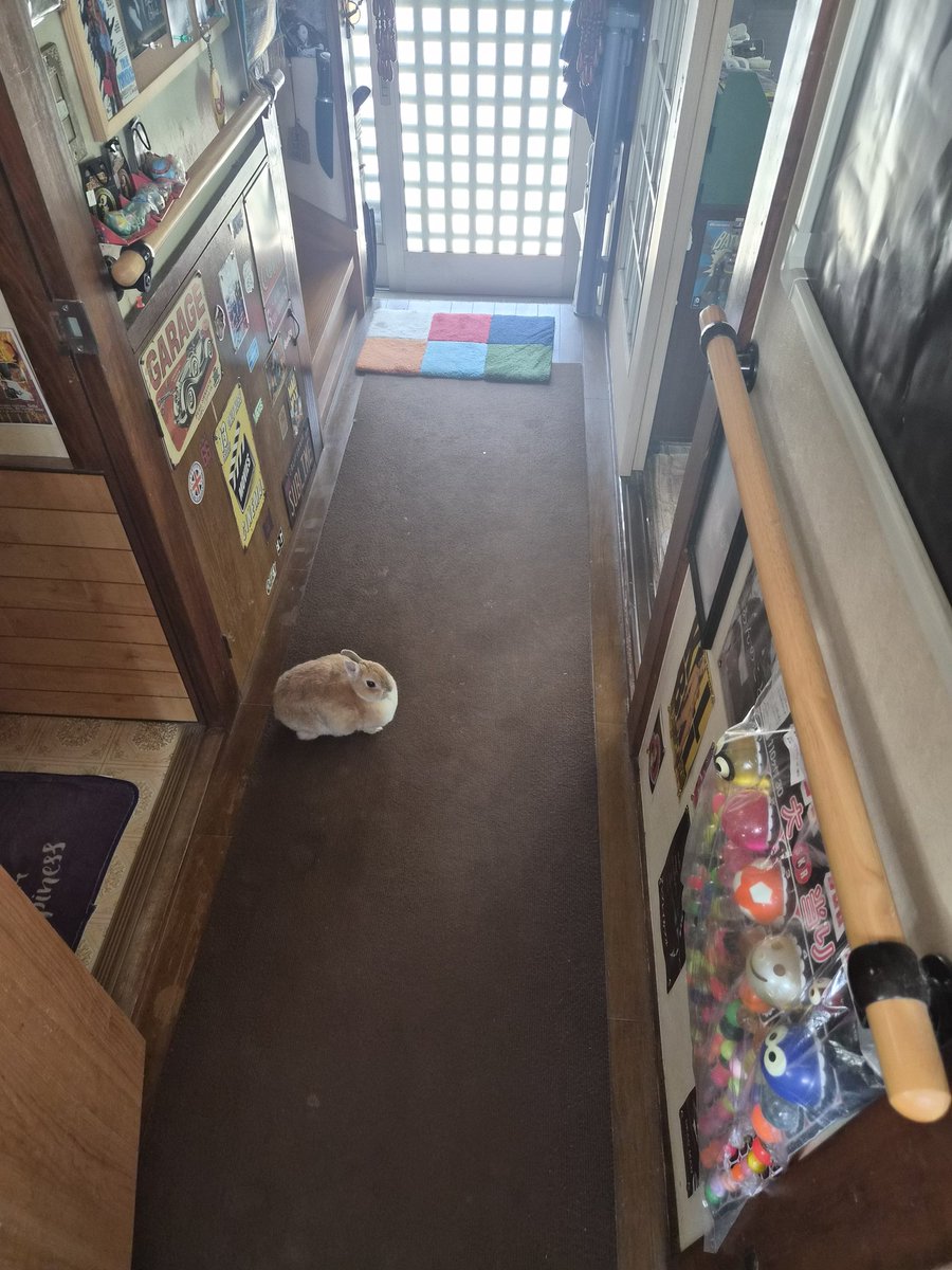 ゴンちゃんのお部屋 tweet media