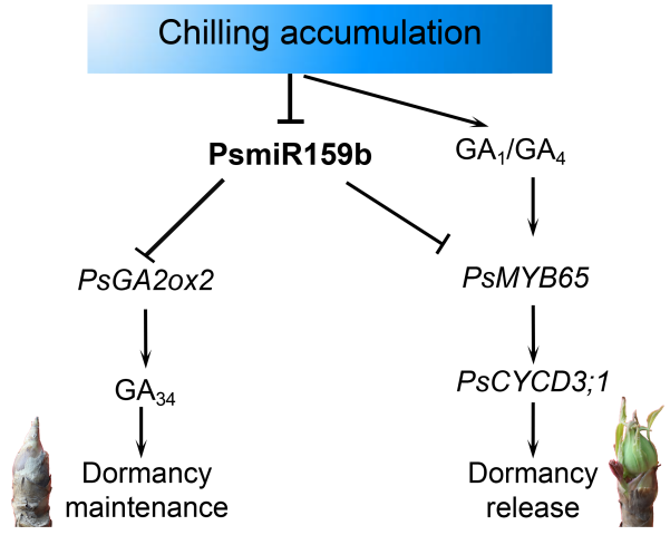 MolHort's tweet photo. 📑PsGA2ox2 is a novel target of miR159 involved in endodormancy regulation in tree peony (Paeonia suffruticosa)
https://t.co/DFRKqQXEtX
@PlantEditors https://t.co/13lWbWVP56