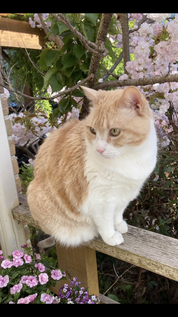 fantaranta1978's tweet photo. お花とねこさん♡♡

#春 https://t.co/x98JOIyhOB