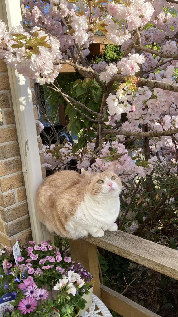 fantaranta1978's tweet photo. お花とねこさん♡♡

#春 https://t.co/x98JOIyhOB