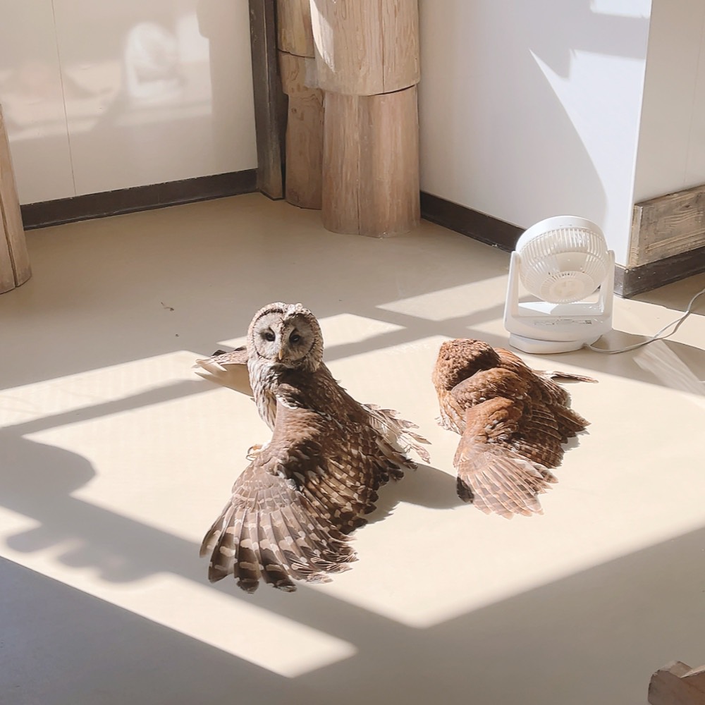 ふくろうの里 Owl Village tweet media