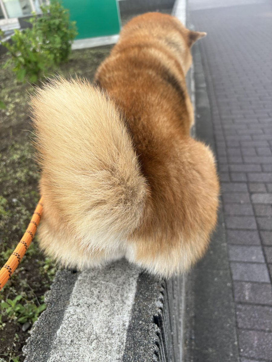 hikingshibaGAKU's tweet photo. 拒否柴のお尻🍑 https://t.co/0oz95V6NZA