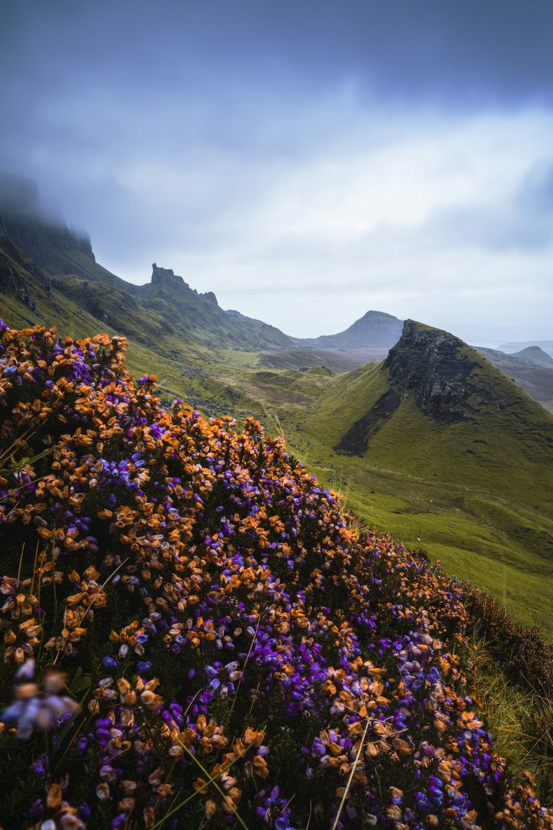 rico_io's tweet photo. Purple and orange heather on a misty scottish hillside.  #PictureHub
#www.picturehub.space
https://t.co/t3czEaJRv9 https://t.co/QTC7XTcDW6