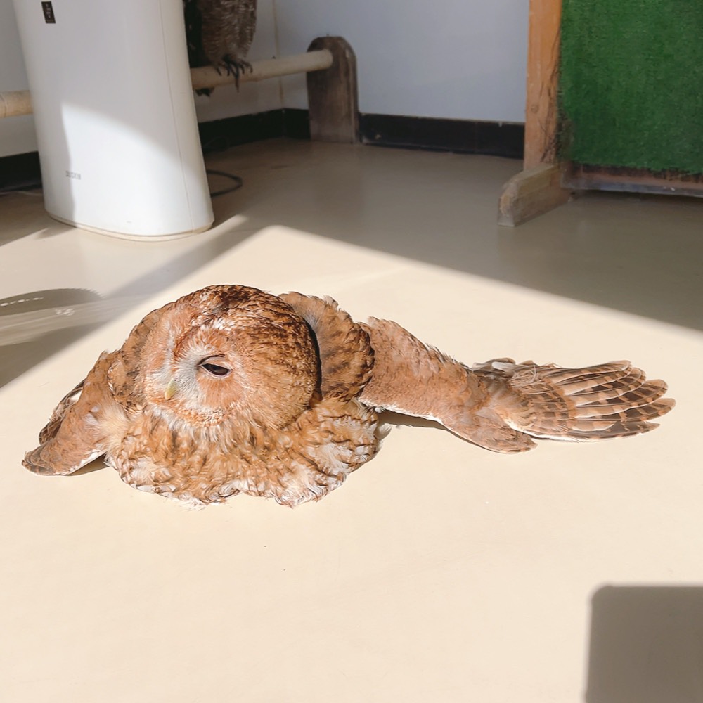 ふくろうの里 Owl Village tweet media