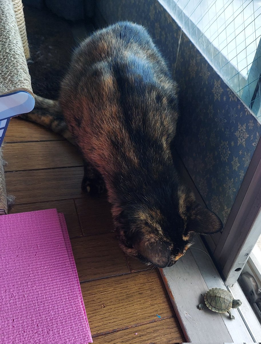 mrlmtg's tweet photo. 水槽で暴れまわるので、部屋で散歩させてみた。本当によく歩く(笑)

犬猫がどう反応するかわからなかったけど、犬はスルー、猫は匂いを嗅ぐだけでした。
#ミドリガメ https://t.co/d7rn9Gx79P