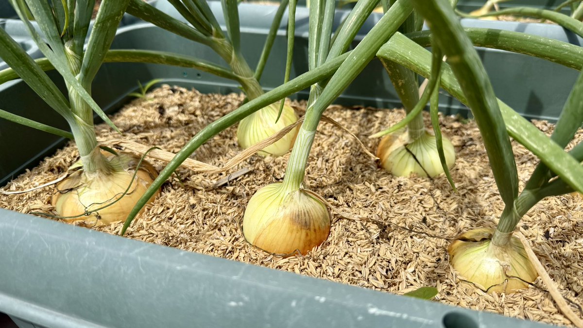 RT @iwatani_yasai: 昨年の秋に植えたタマネギが 順調に生育中
