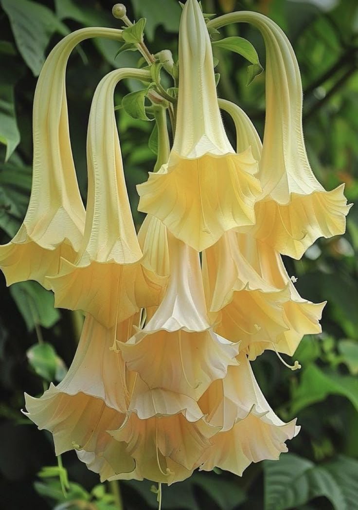 World of Flowers tweet media