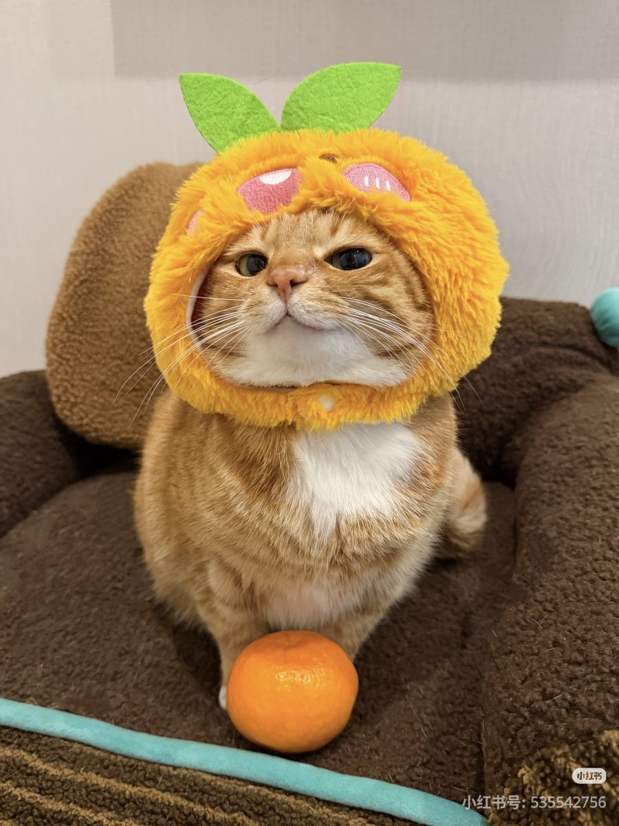 ชลน แมวส้มแท้ๆ 🐱 tweet media