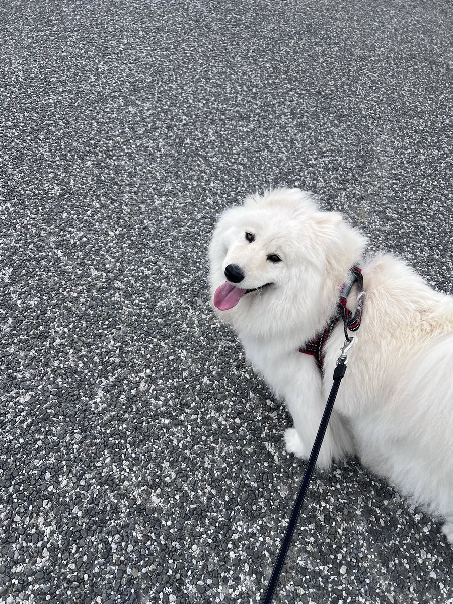 ENELE_Samoyed tweet media