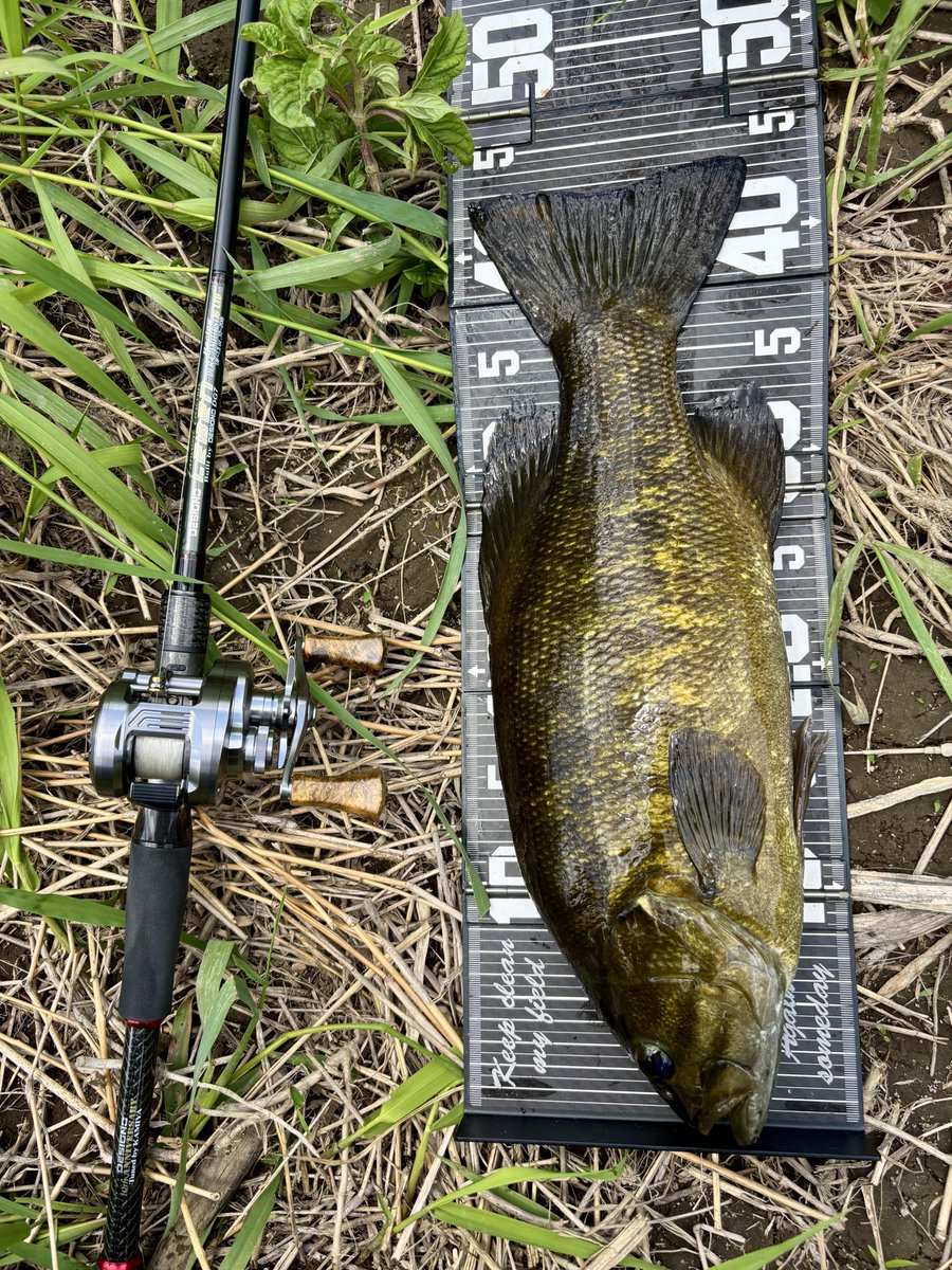 PentagonNobu's tweet photo. 今日は野池巡りからのスモール🎣
那須の秘境野池に行くも不発💦
周り回ってこの時期に釣れた川へ行き40up3本😁‼️
カルコンDC デジーノLTD入魂🔥
#スプリームスタイル
#ペンタゴン
#designo
#カルカッタコンクエストDC https://t.co/eirDRbHwBM