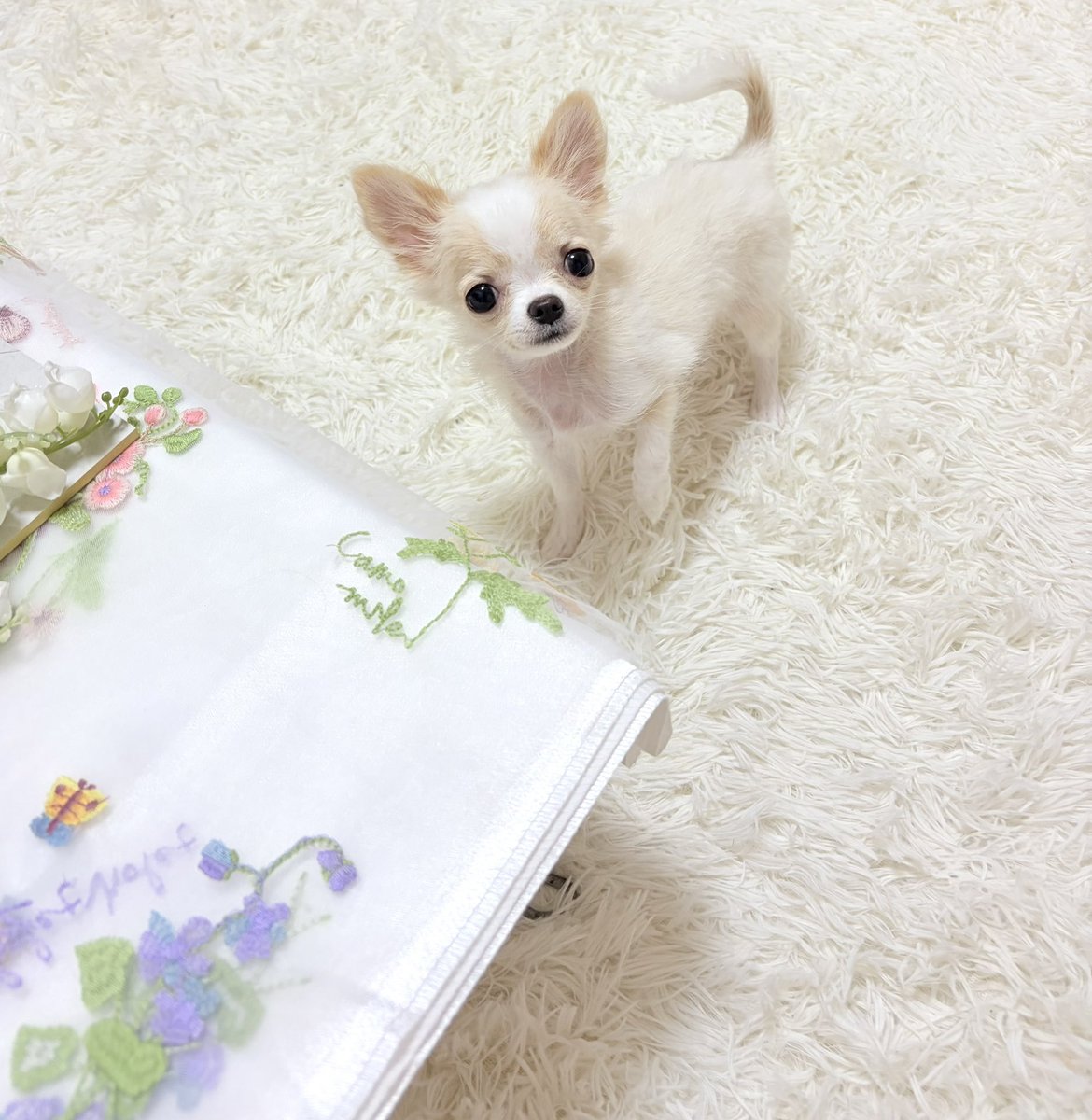 チワワ
