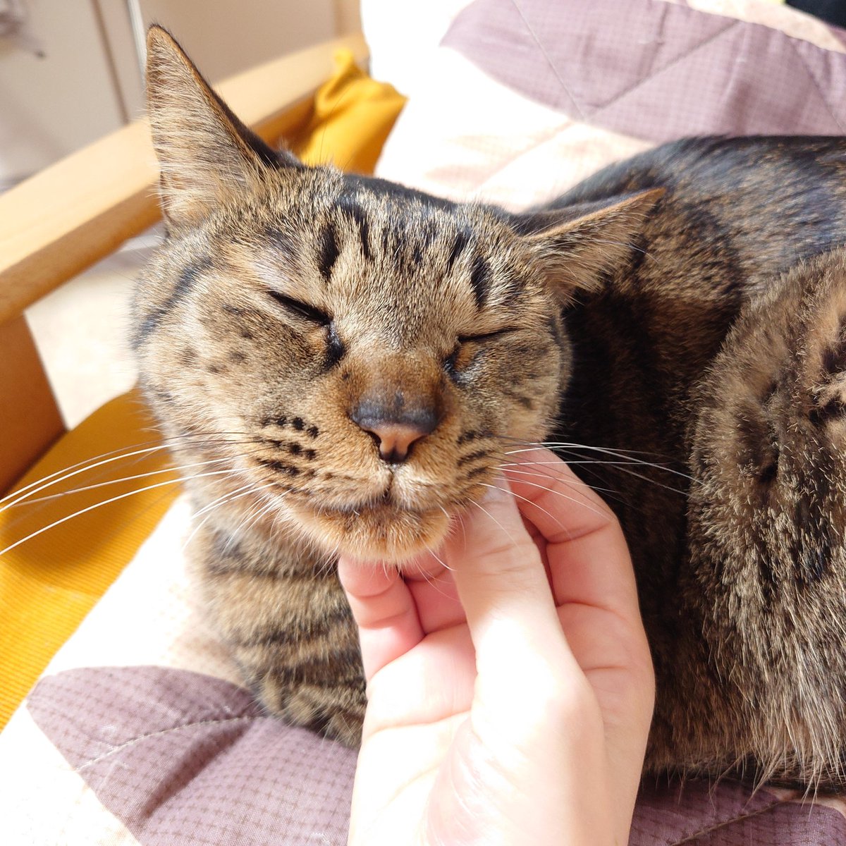 けさのGirls：#TLに猫を流す
「ここは君の舞台ですよ」
お外を眺められるよう、台所の棚ひとつ空けてあります。
妹も登ってブラインドの紐を噛みます（無類の紐好き）