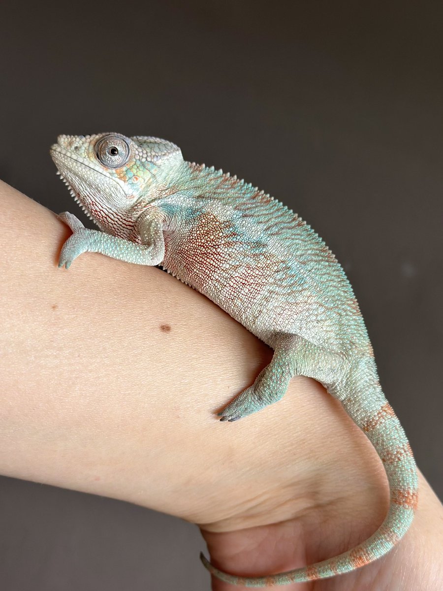 THE REPTILES HOUSE tweet media