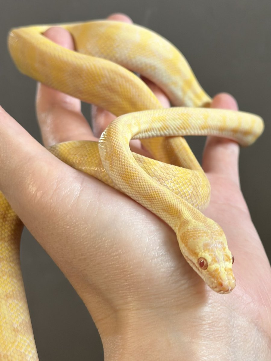 THE REPTILES HOUSE tweet media