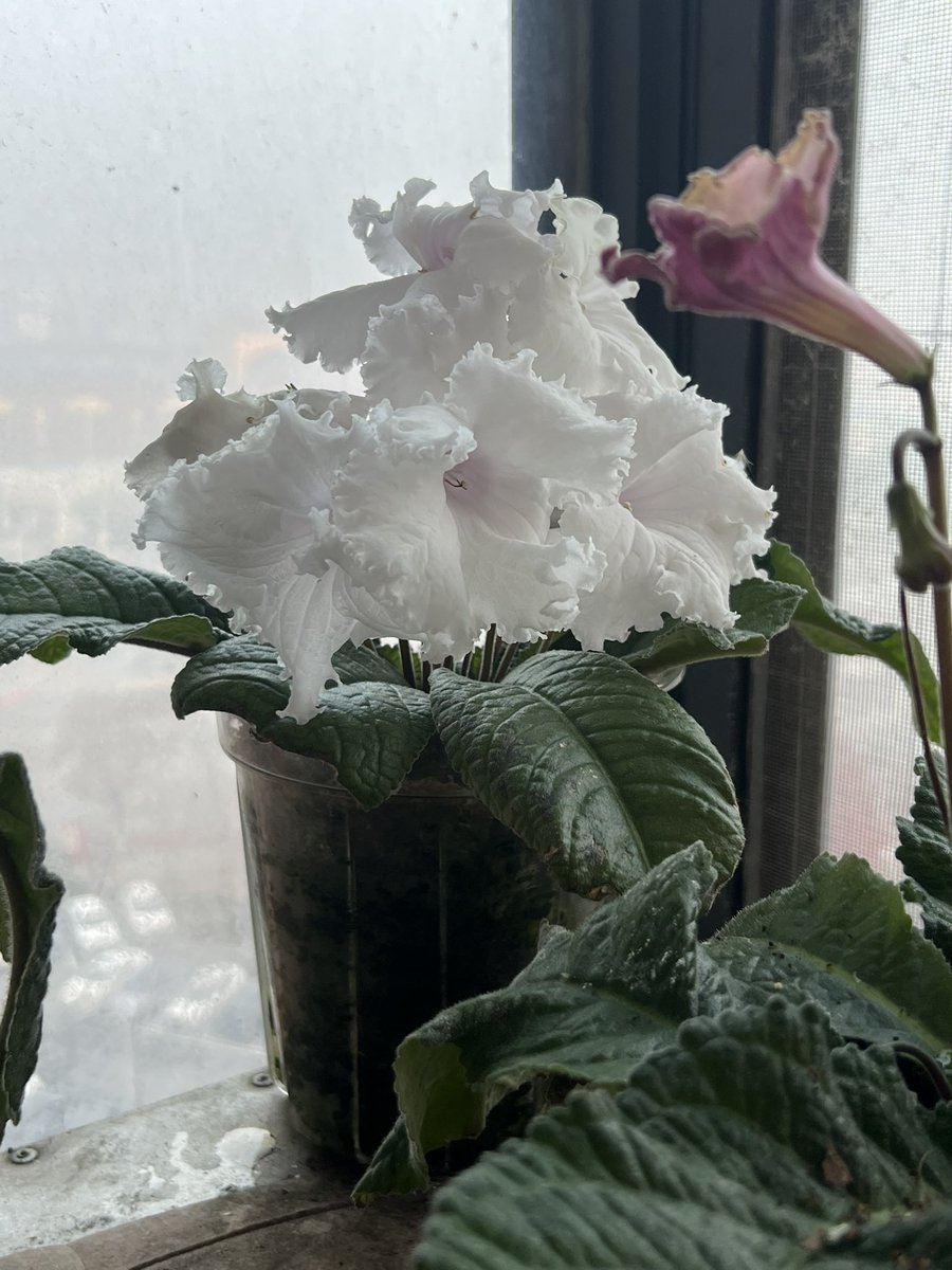Cipi1010's tweet photo. Just wanted to show off my plants that give off a cool necromantic vibe! https://t.co/voLkY58n0L