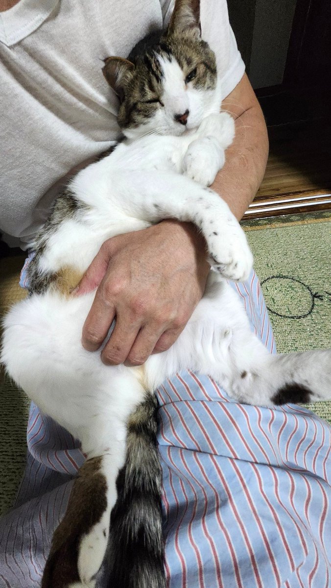 🐾とらちゃん😺💚🥰🐾 📸①🌃昨夜具合い悪くなる1時間位前🍀とらちゃん