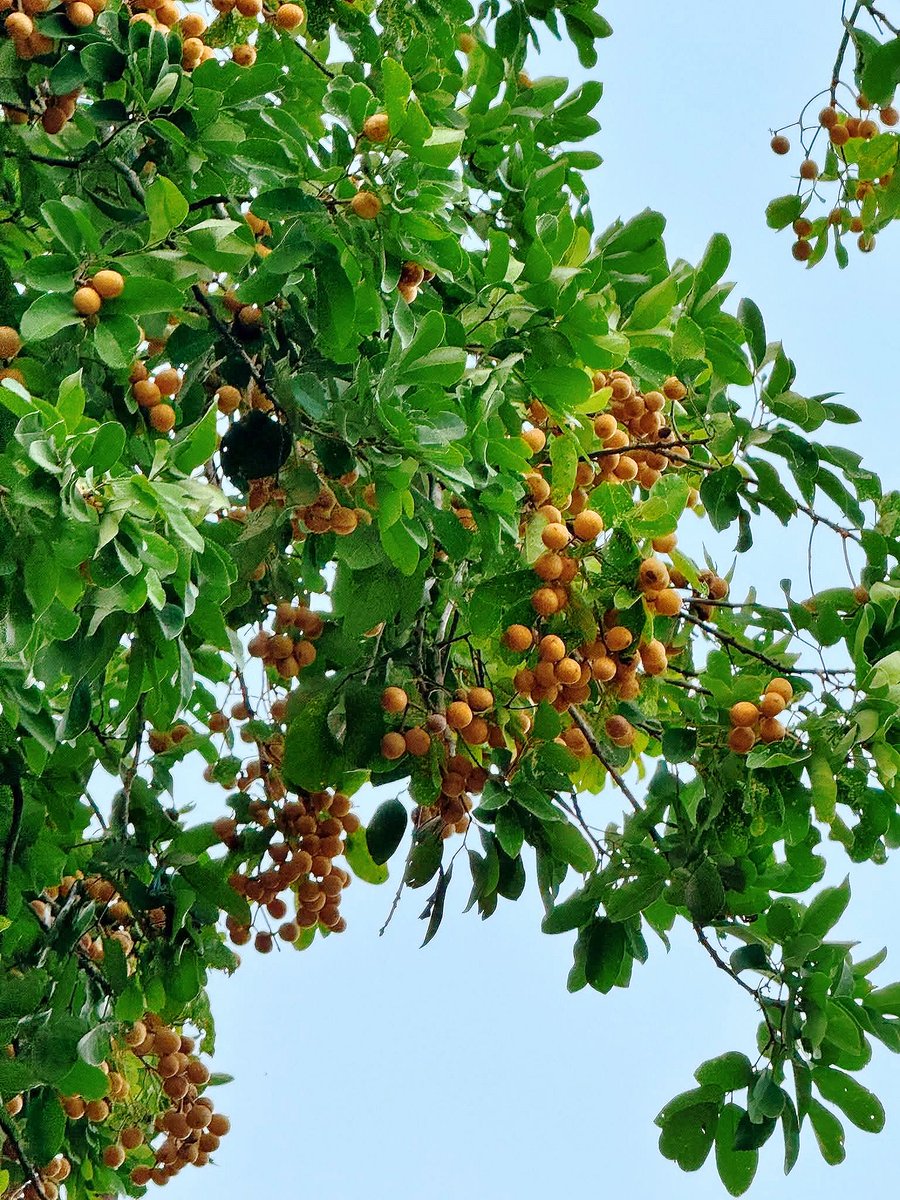 Ngọc Thu tweet media