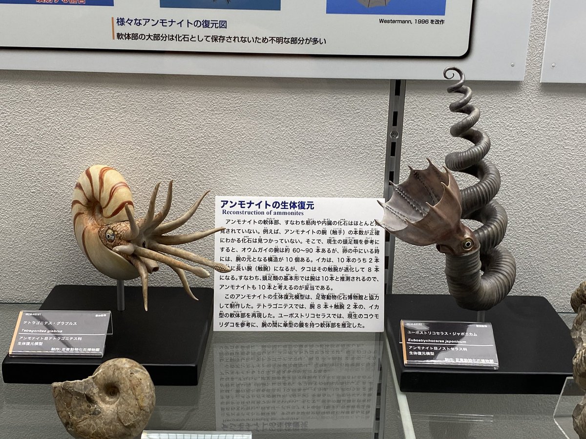 前回見なかったので多分新設だと思うのですが、足寄動物化石博物館との