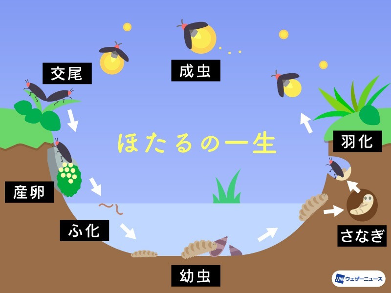 【驚くほど儚い　ほたるの一生】
蛍(ほたる)は夏の風物詩ですが、実は水中と地中で約10ヵ月間過ごし、光り輝く成虫としての命はわずか1週間限り。
まだまだ蛍が光るしくみや役割には、多くの謎が残されているそうです。
weathernews.jp/news/202605/08…