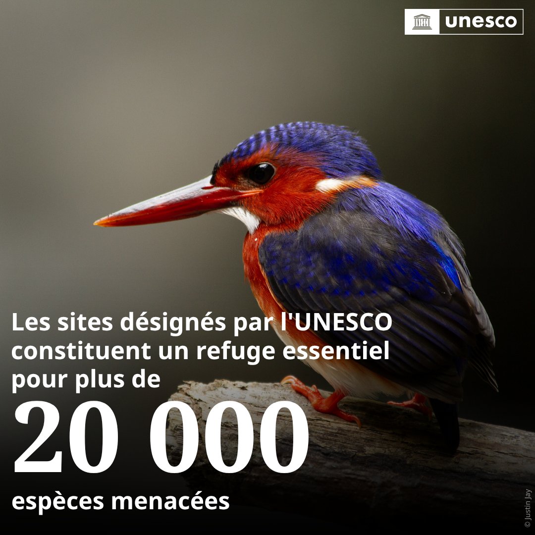 UNESCO en français tweet media