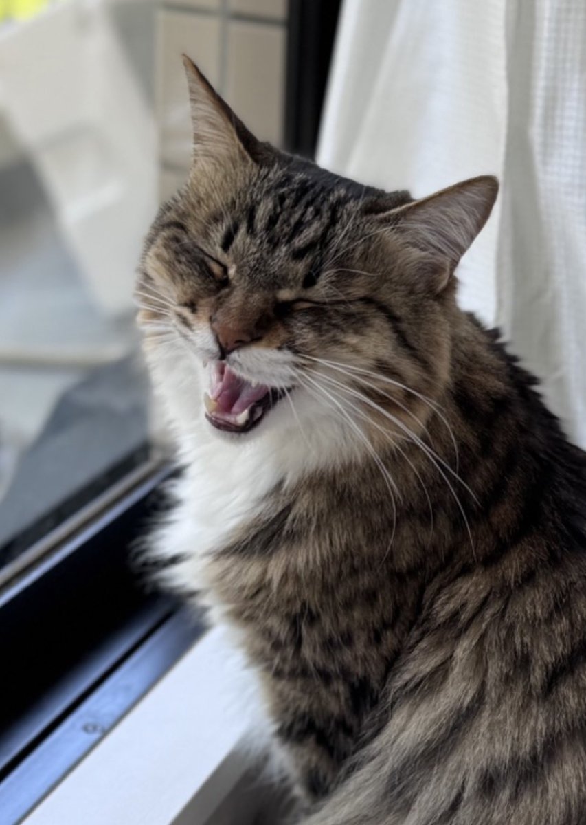 bonoops_0228's tweet photo. めちゃくちゃ良い顔撮れた🤣🐾

#猫のいる暮らし #猫好きさんと繋がりたい #あくび猫 #癒し猫 #ペットシッター https://t.co/u1PYSHpQcE