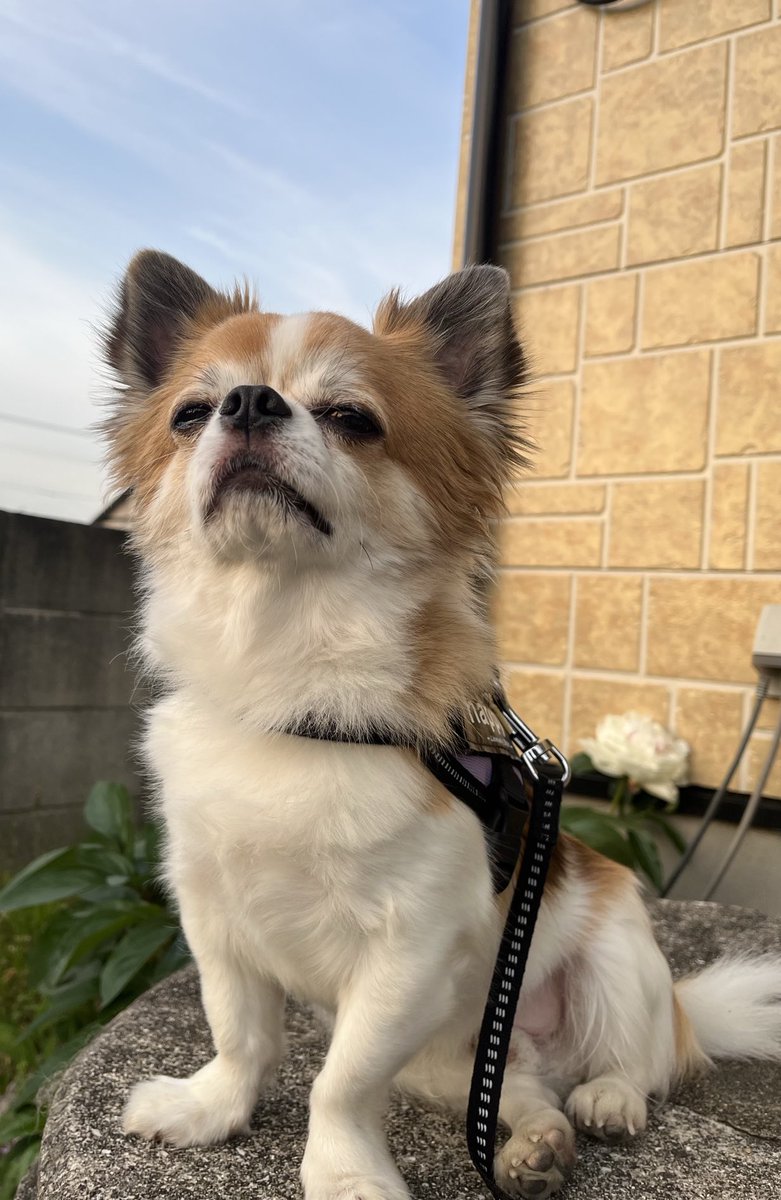 halfmillion0119's tweet photo. 夕暮れの虚無チー https://t.co/UK7Jfgmukh