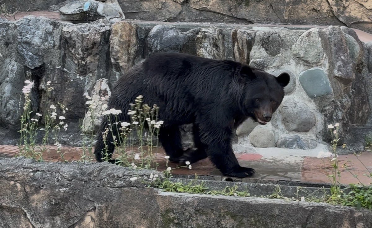 くまちゃんʕ•ᴥ•ʔ
