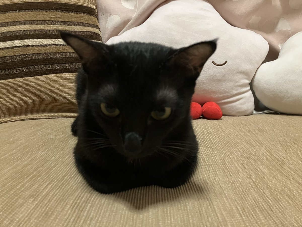 MoMo tweet media