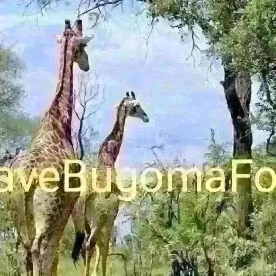 greenplanetUg's tweet photo. While the government makes a move to protect the economy diverse Bugoma forest, A lot needs to be done to ensure the surrounding communities and the Ugandan economy benefits. 
Communities around the forest must be consulted on every planning stage to ensure their participation. https://t.co/A9TwAXCeWp