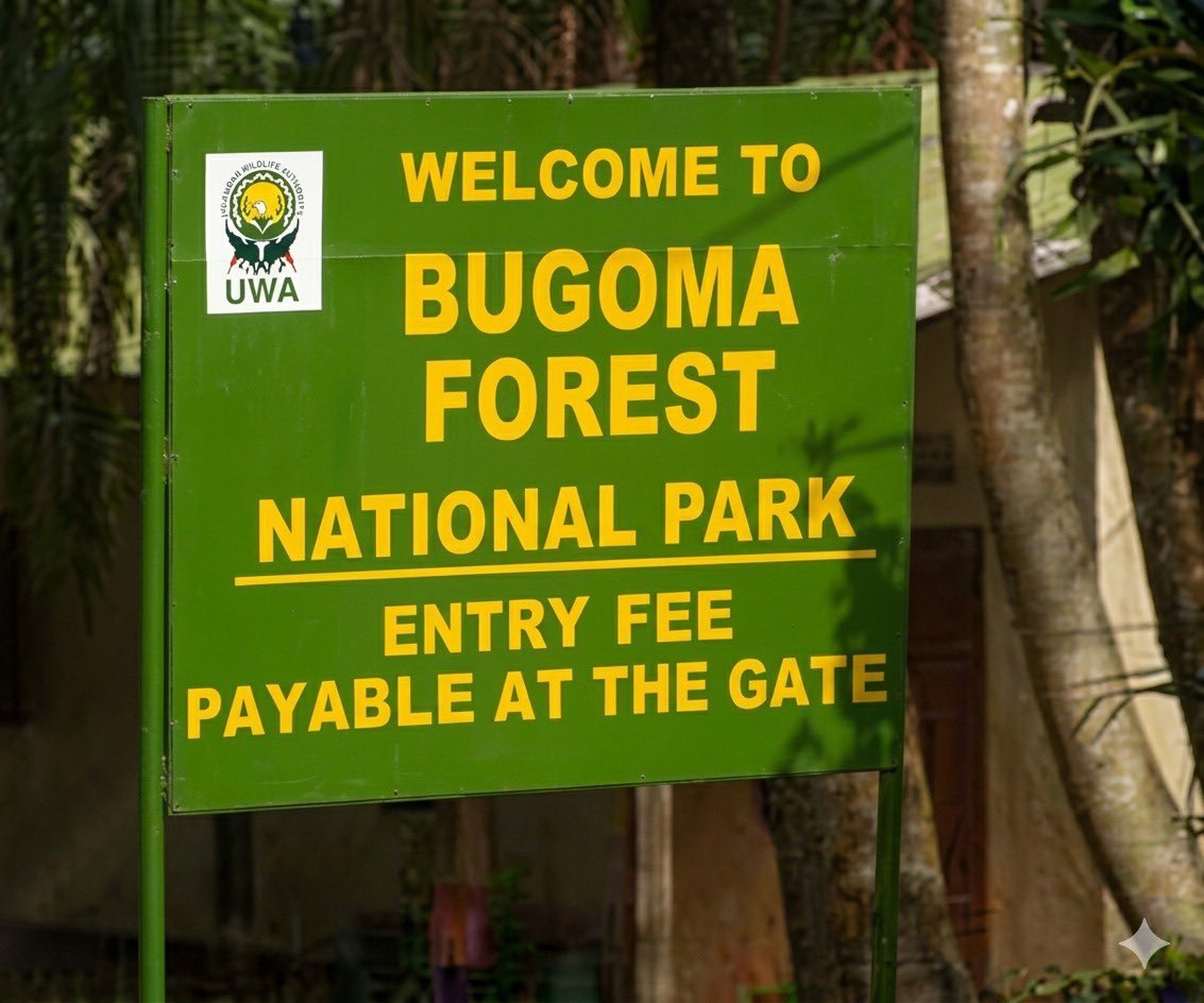 greenplanetUg's tweet photo. While the government makes a move to protect the economy diverse Bugoma forest, A lot needs to be done to ensure the surrounding communities and the Ugandan economy benefits. 
Communities around the forest must be consulted on every planning stage to ensure their participation. https://t.co/A9TwAXCeWp