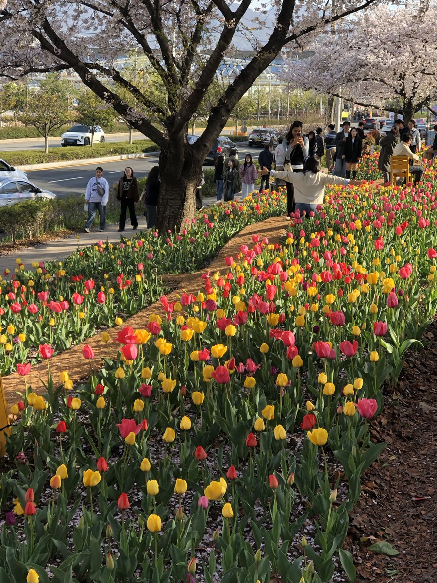 Ienotora's tweet photo. 韓国の春で、「百花繚乱」という言葉の本当の意味を実感しました。
春はまだ少し寒くて、寒さのせいか花のせいか分からないけど、鼻水がずっと止まりません。
でも、美しい花を見ていると、そんなことはどうでもよくなります。 https://t.co/Pe2kolZwEm