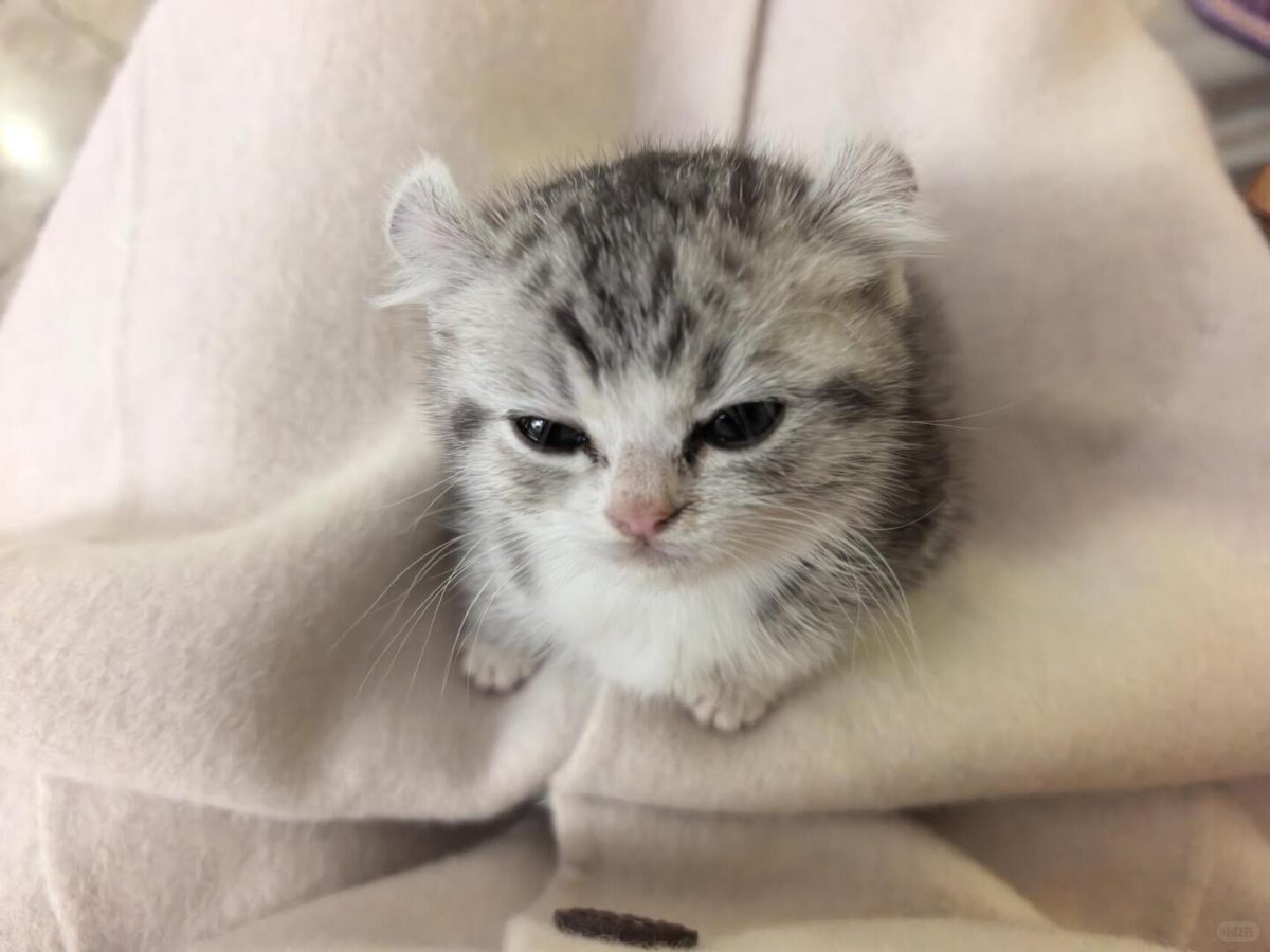こねこ図鑑 tweet media