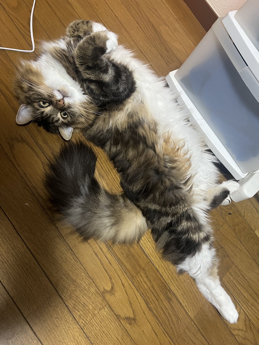 VAN【静養中】 tweet media