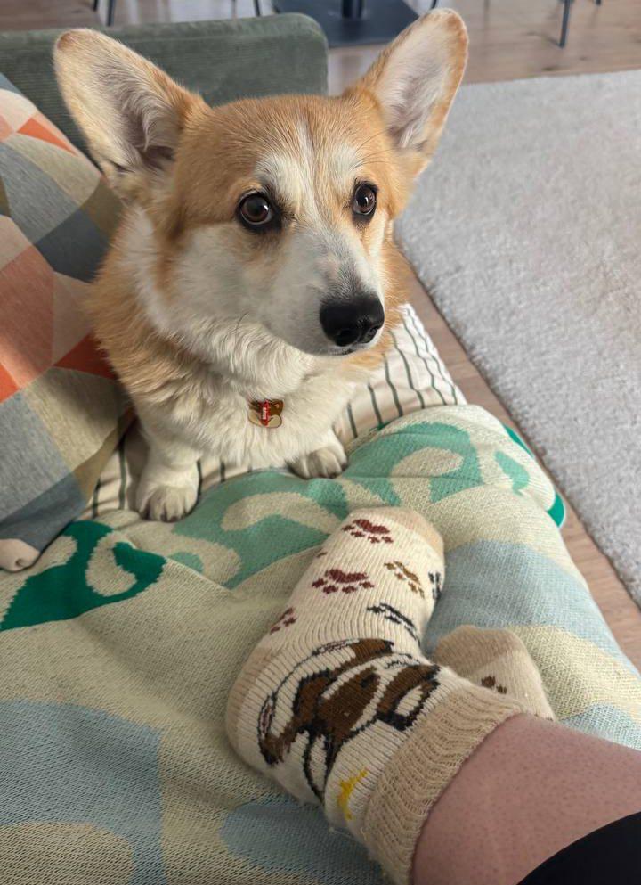 Александр “Corgi Dad” Бармин tweet media