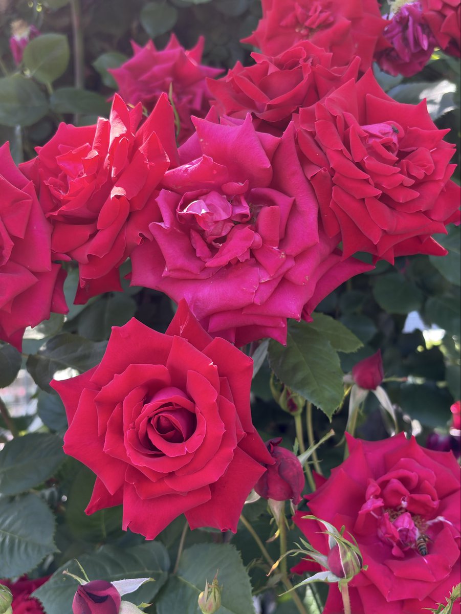 Post by ぶりくん🥂 on X: 素敵ですね🌹