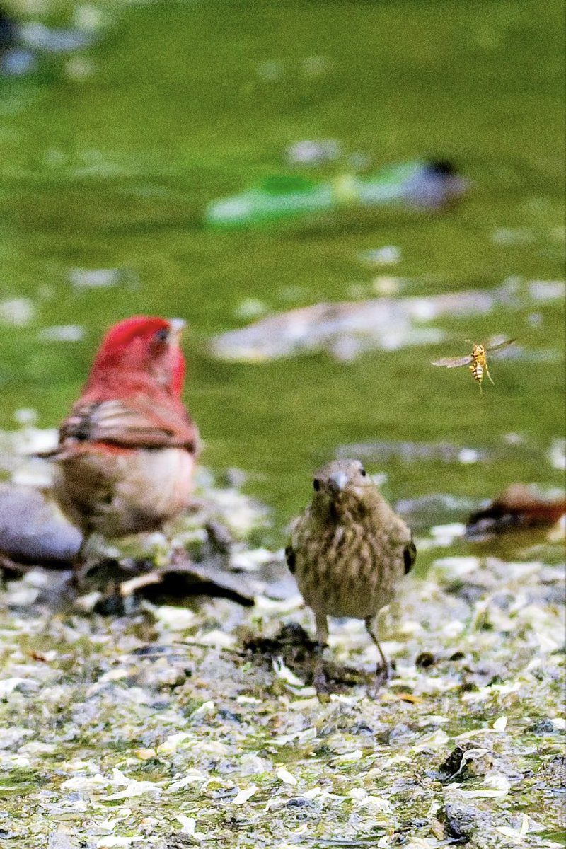 SceneryCHN's tweet photo. These DSLR shots were all "mistakes" — the camera focused on things the photographer never meant to capture.

But instead of ruining the images, the errors created something unexpected: light, composition, and timing that feel strangely artistic.

Wow, beautiful insects. https://t.co/09hJ6L3o9O