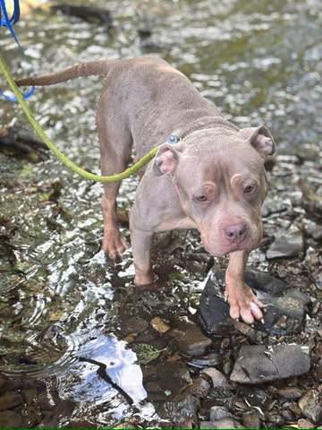 Animal Adoptions UK 🐕🦺🐈🐎❤️ tweet media