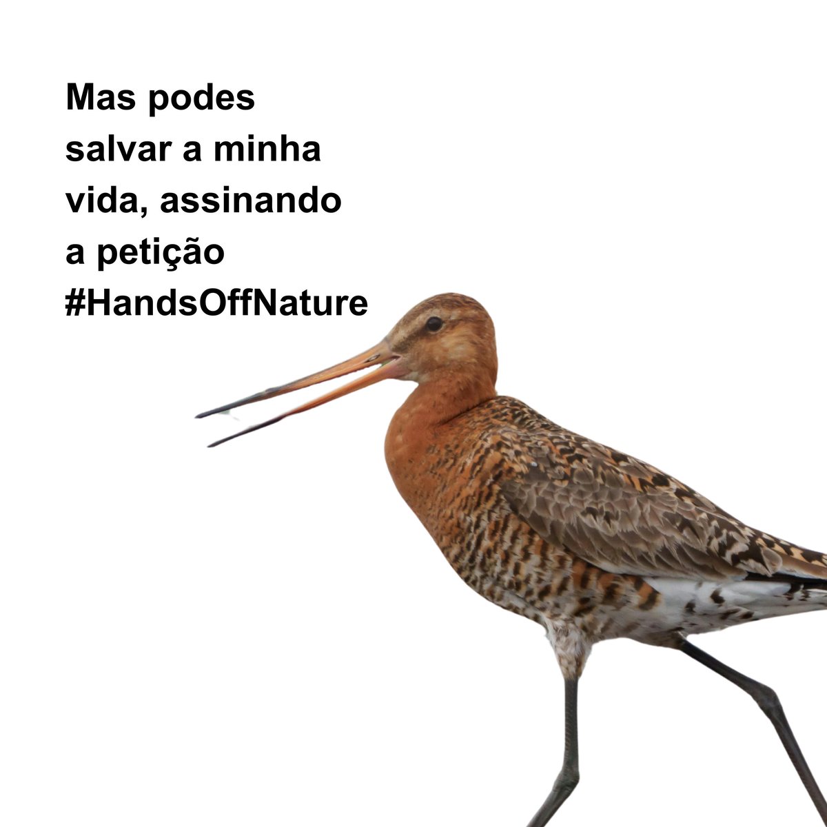 WWF_Portugal's tweet photo. As leis que protegem a natureza estão em risco e não podemos deixar que sejam enfraquecidas!

Assina a petição #HandsOffNature em https://t.co/EgZ3ZQwflY https://t.co/LRce3CC8IU
