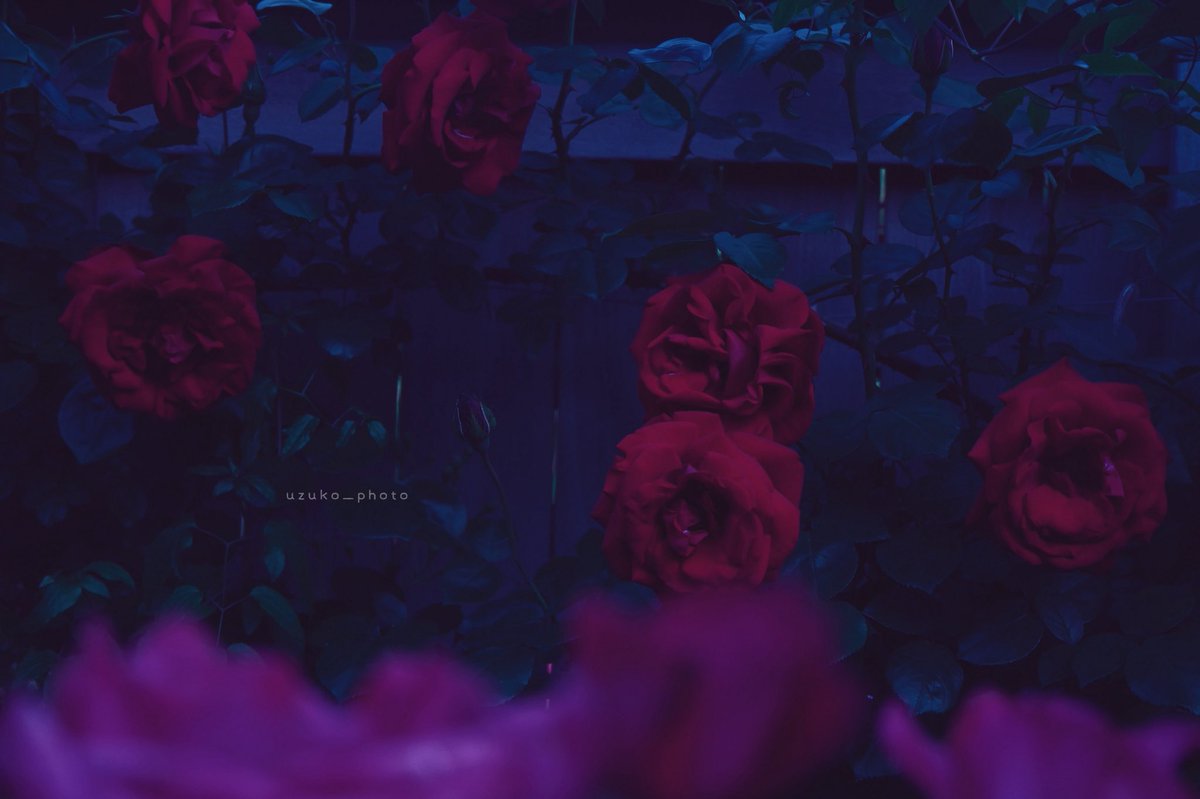 うずこ/𝚄𝚣𝚞𝚔𝚘 tweet media