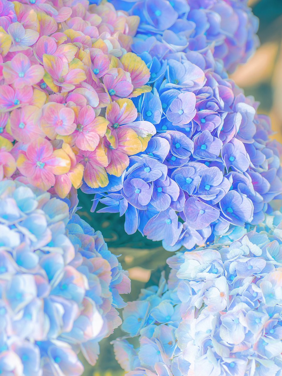 noco|花の写真家 tweet media