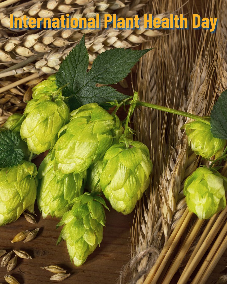 brewersofeurope's tweet photo. On International #PlantHealthDay, we celebrate the healthy crops behind Europe’s beers. From hops and barley to wheat, every great beer starts in the field. Because #BeerIsMore, supporting farmers, biodiversity and rural communities across Europe.🌱🍻 https://t.co/S2Zq3J3upt
