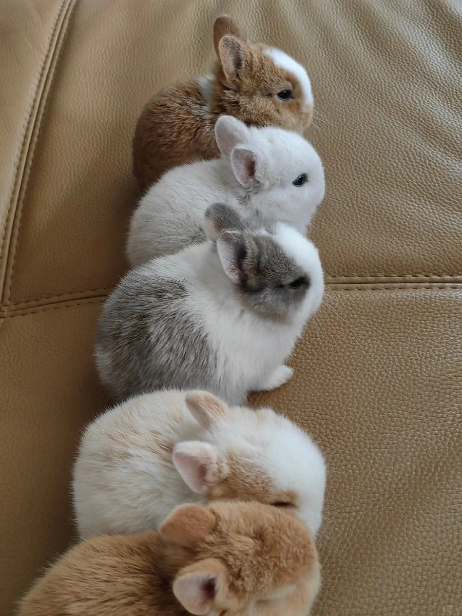 Why you should have a rabbit tweet media