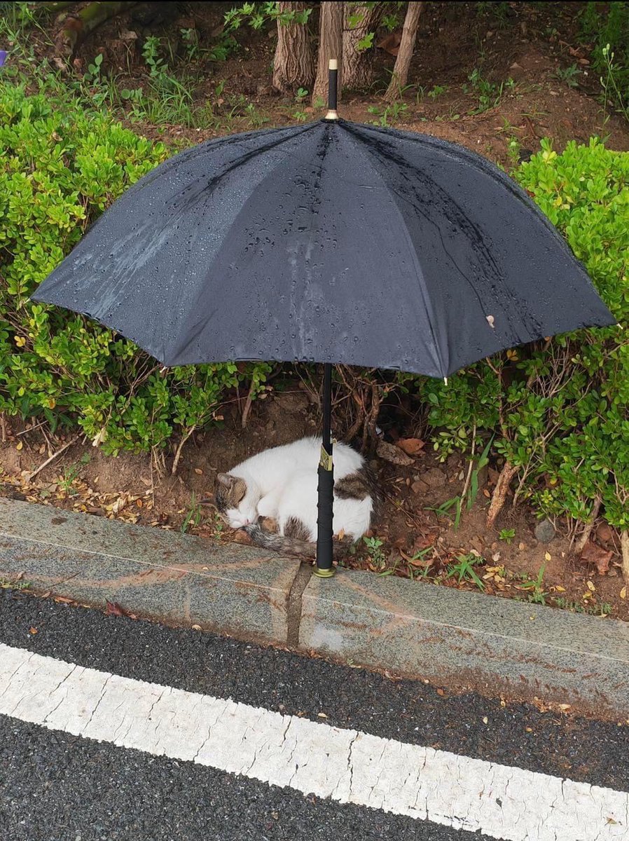 Cat 🐈 tweet media