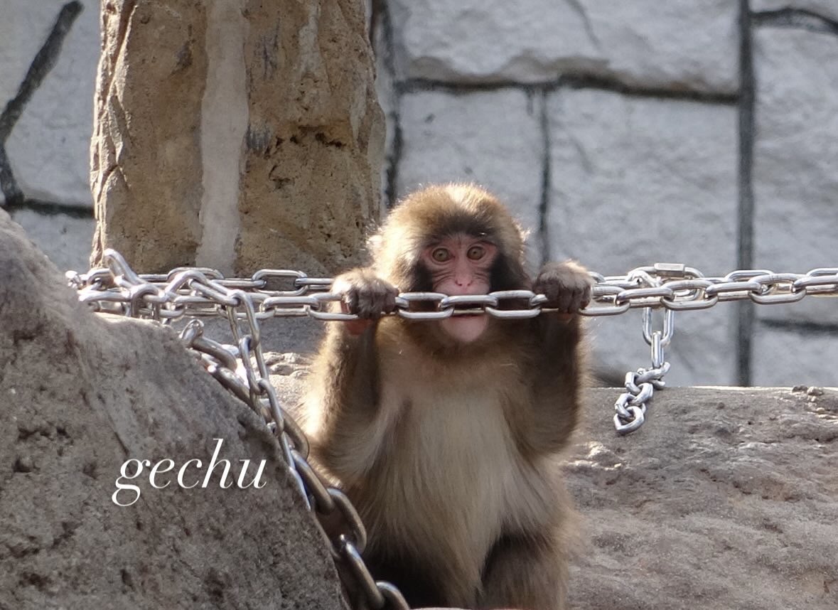 gechu tweet media