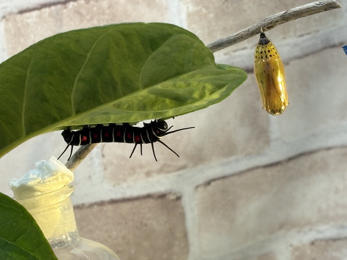 ちゃみこ🐛໒꒱ tweet media
