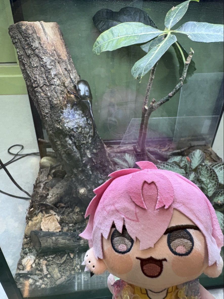 ちゃみこ🐛໒꒱ tweet media